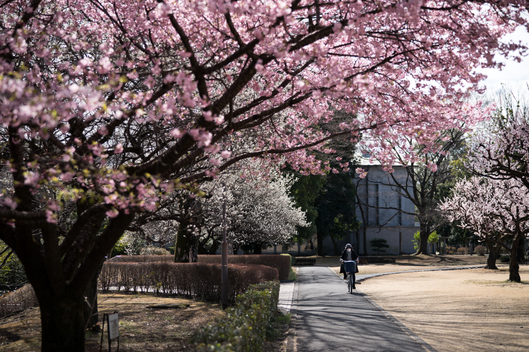 A bicyclist pedals beneath flowering trees.