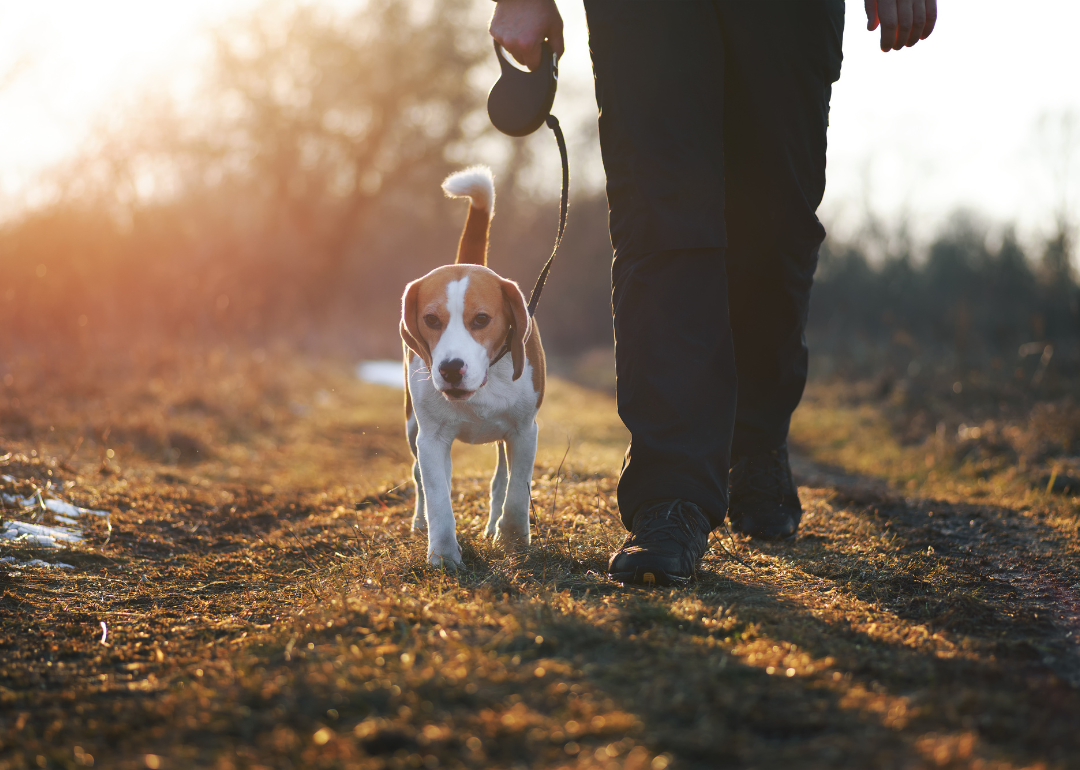 A man and leashed dog taking a walk.
