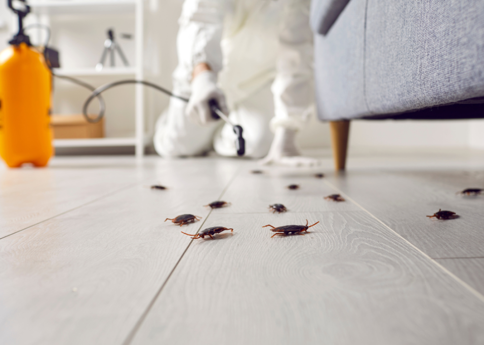 An exterminator spraying cockroaches on a wood floor