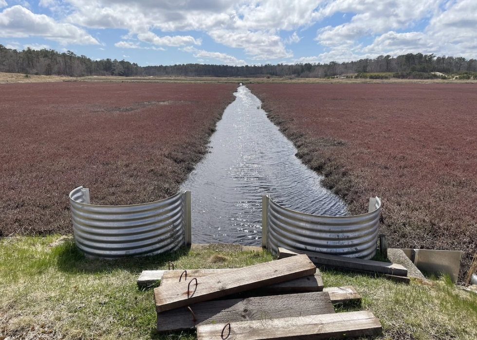 A large cranberry farm in Plymouth, Massachusetts