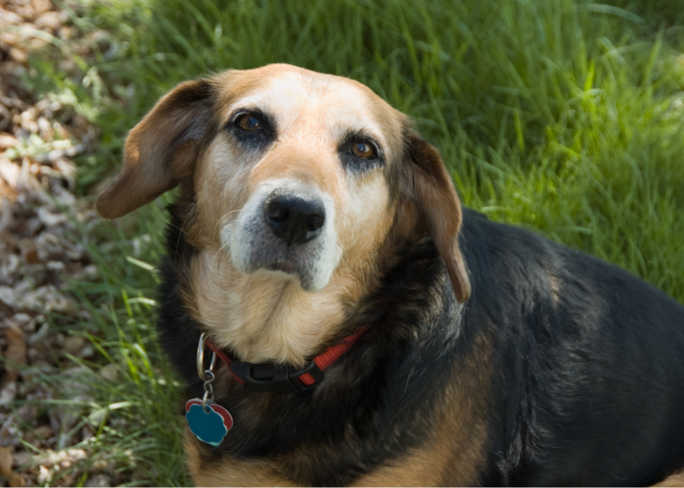 An older dog seated in the grass looks up at the camera.
