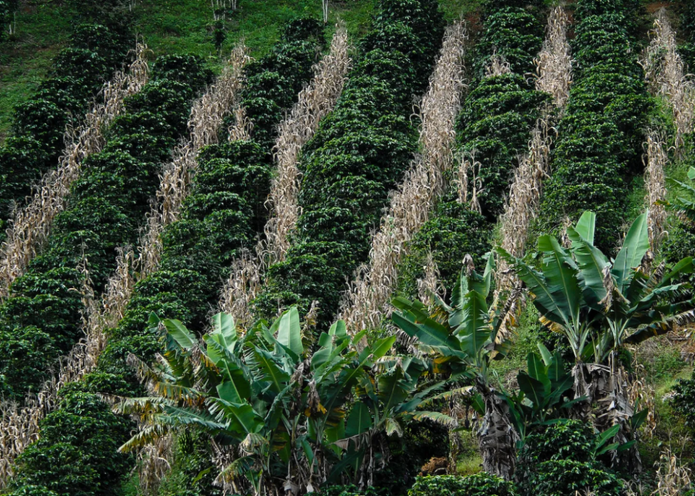 Intercropping with rows of corn planted alongside coffee at a farm in Brazil.