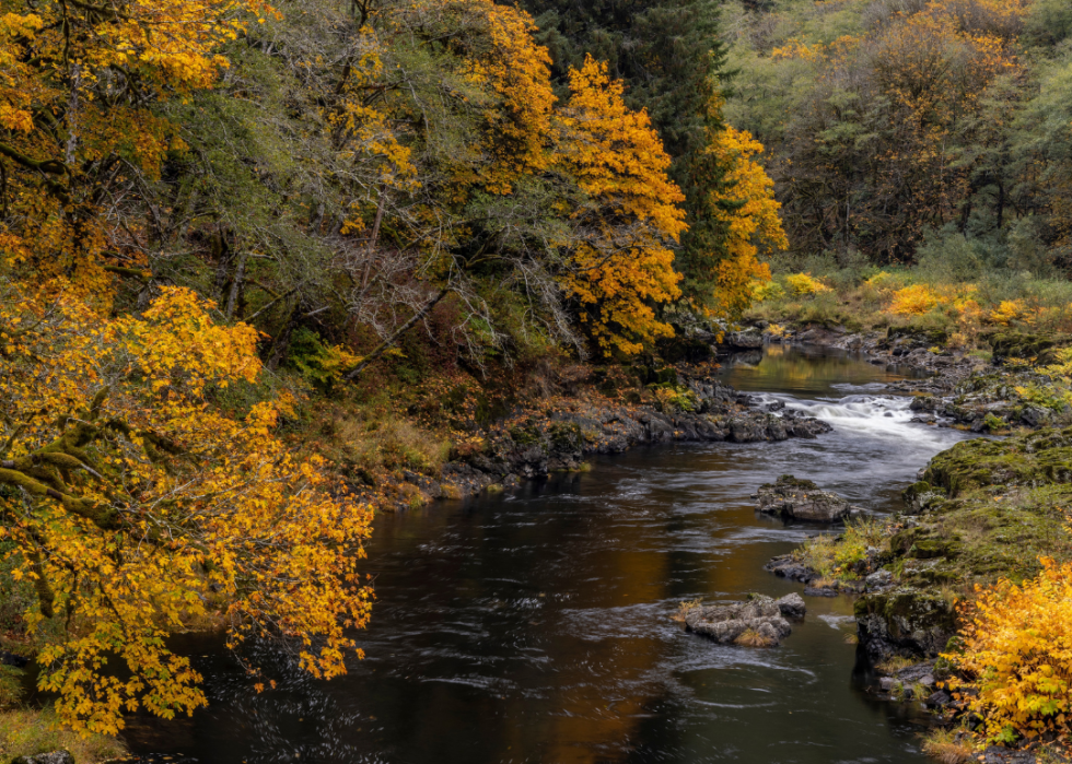 Fall color along the Nehalem River in the Tillamook State Forest, Oregon,