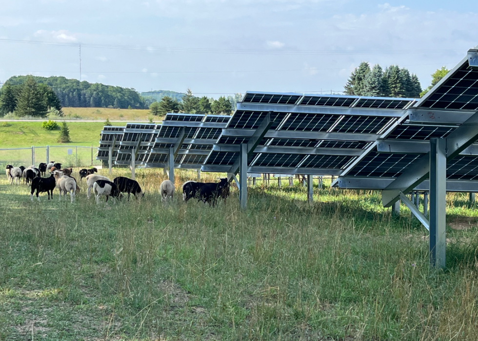 Sheep graze around solar panels at Heritage Sustainable Energy's M-72 array on Aug. 2, 2023.