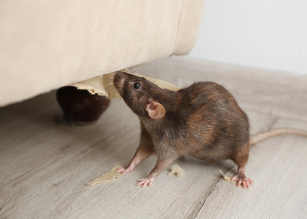 A mouse chewing on the upholstery of a sofa