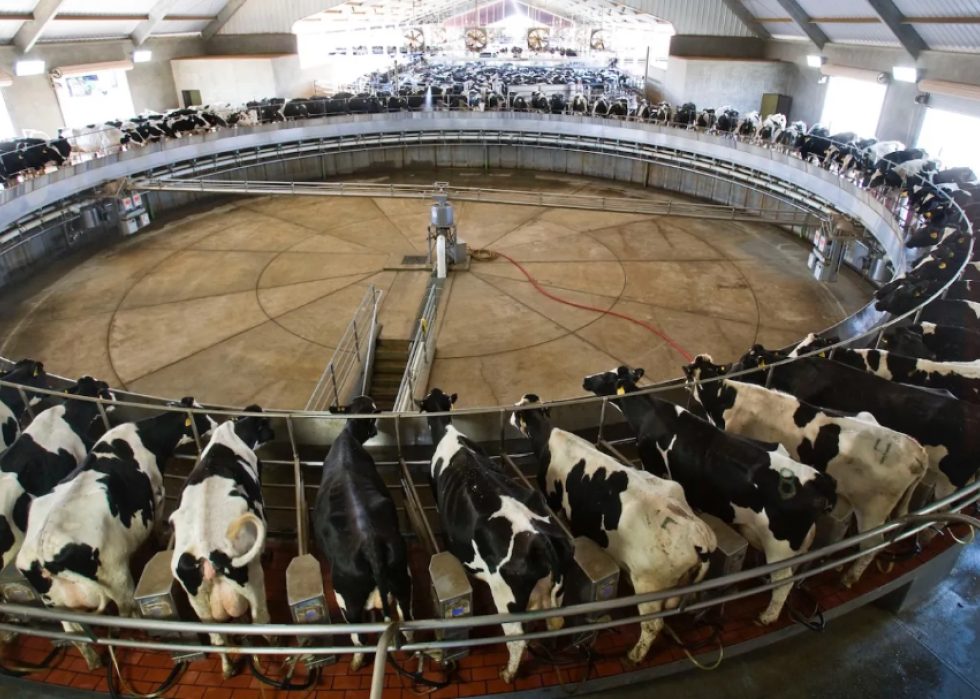 cows gathered in a circle at a farm facility 