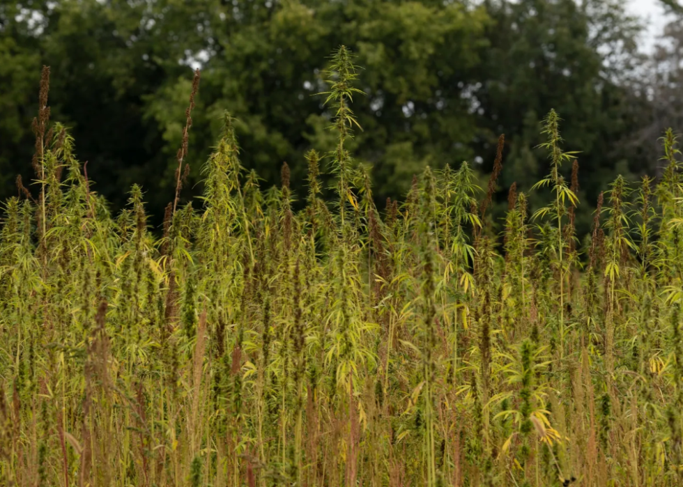 field of hemp that's used to process into hempcrete projects