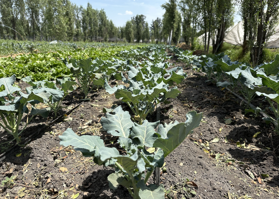 Greens and other vegetables flourish on the chinampas.
