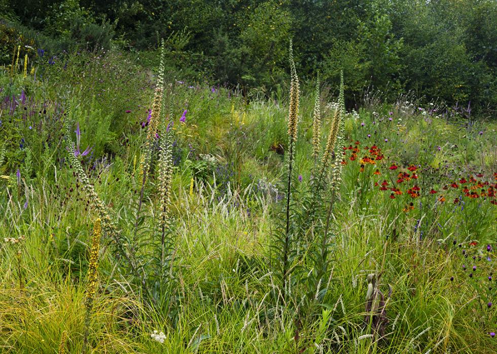 A pollinator garden.