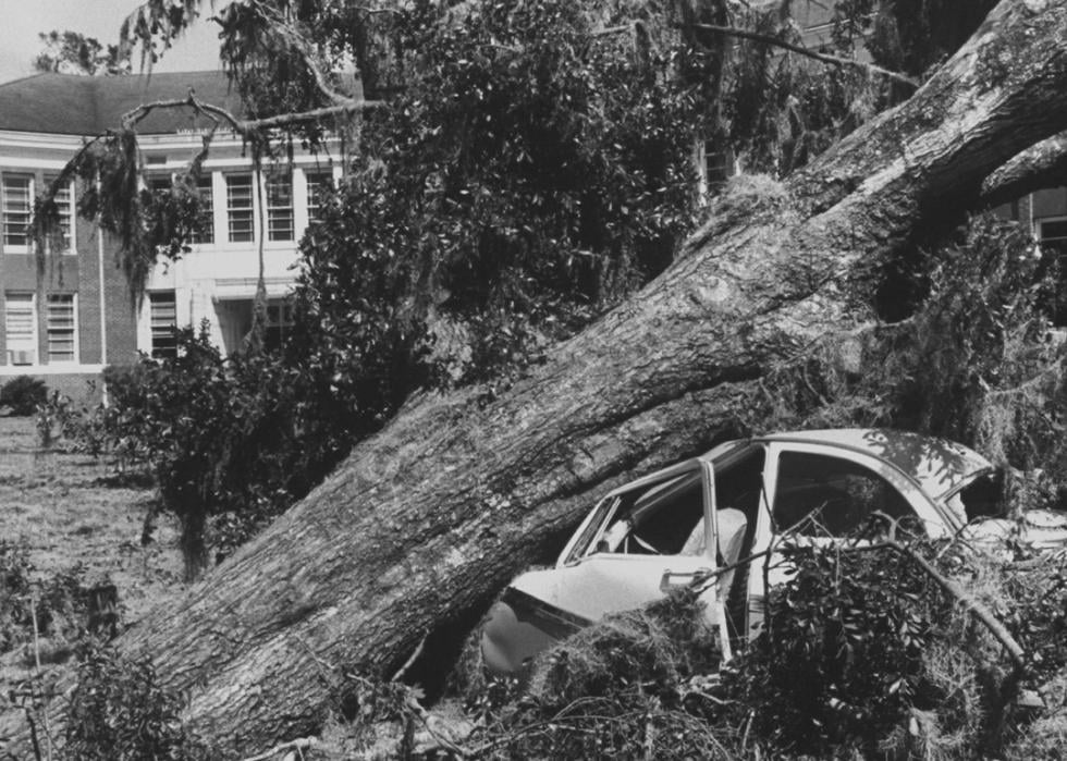 Tree collapsed on car due to damage from Hurricane Gracie in 1959.