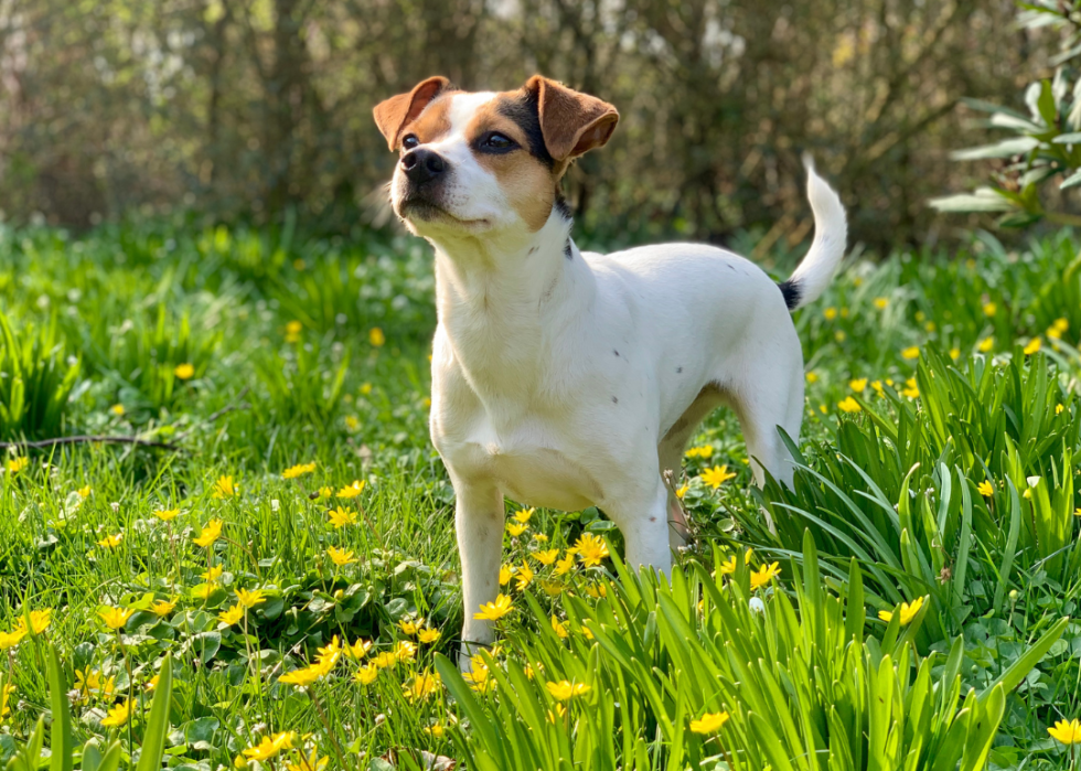 A Danish-Swedish Farmdog standing in a grassy meadow with yellow flowers