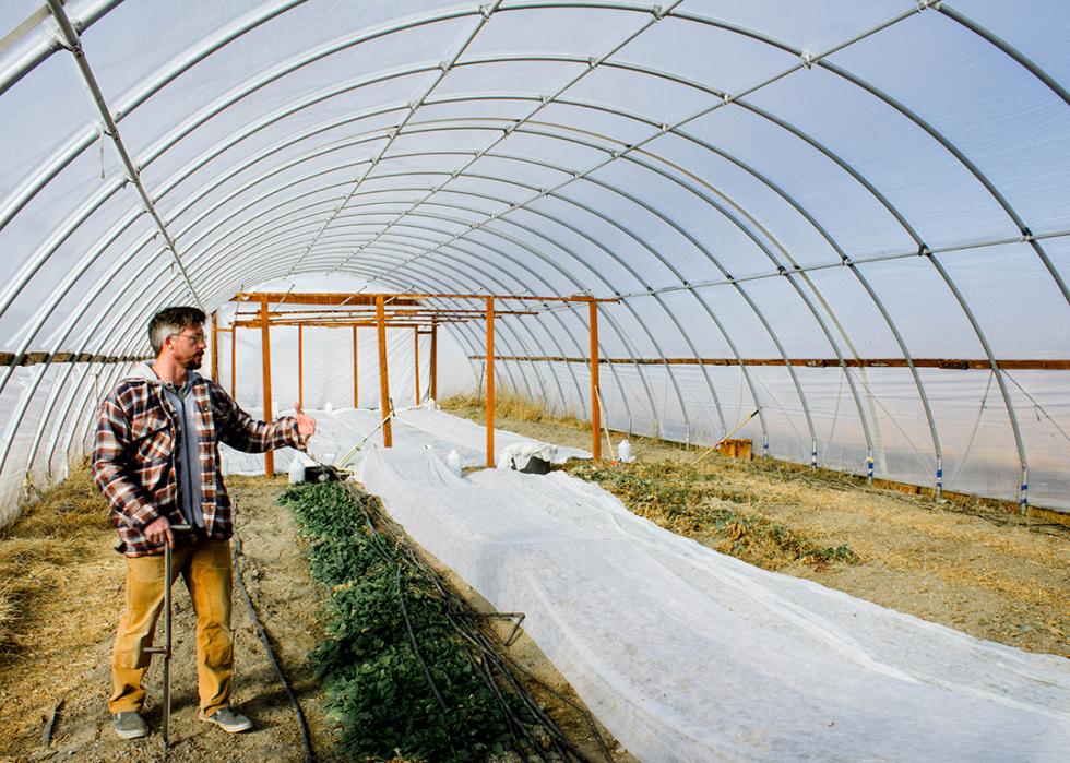 Dan Lotspeich inside a hoop house with spinach and Swiss chard growing.