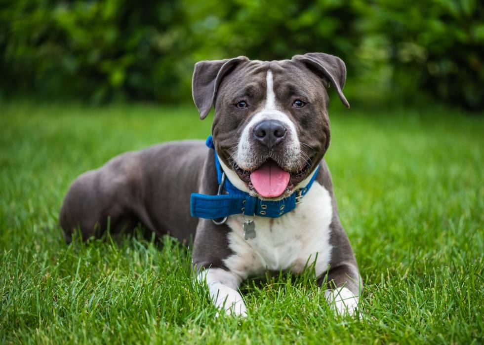 Portrait of smiling American Staffordshire terrier in the grass wearing a blue collar.