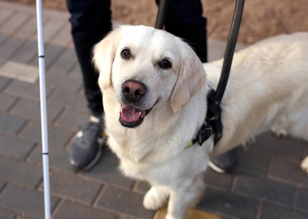 Golden retriever service dog stands with owner who holds a guiding white cane.