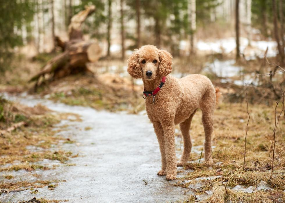 Standard poodle with red collar in forest.