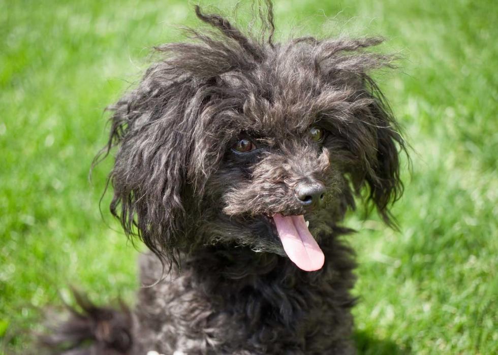 Portrait of Russian Tsvetnaya Bolonka with sticked out tongue