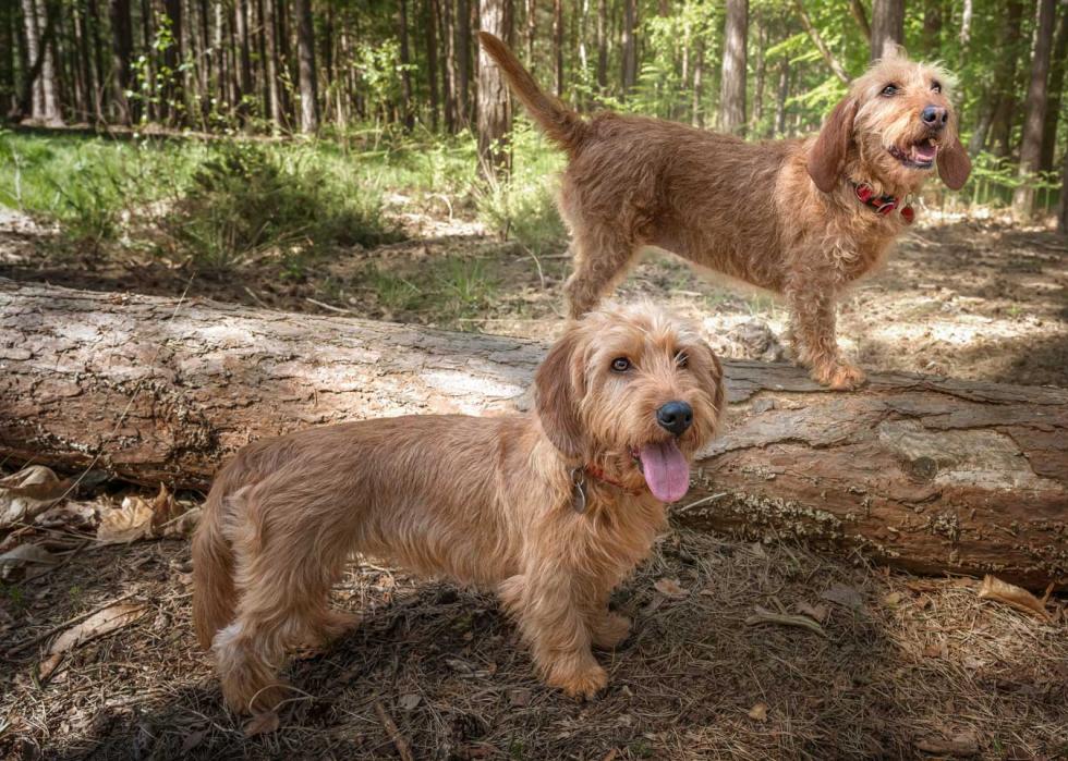 Two Basset Fauve de Bretagne dogs looking slightly away in the forest one on a fallen tree log