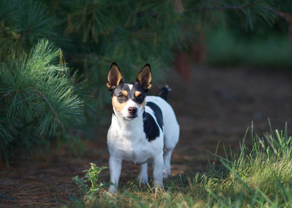 A female Teddy Roosevelt terrier on a trail by some pine trees