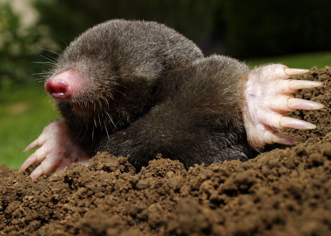 Mole in dirt mound.