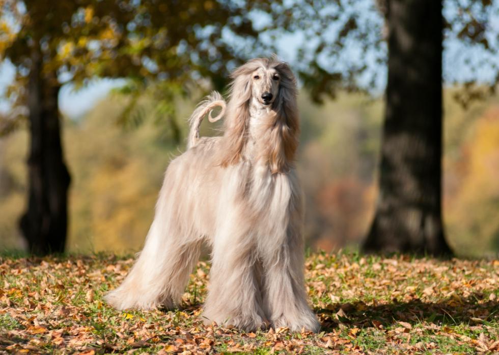 A well-groomed Afghan hound stands on the grass covered with autumn leaves.