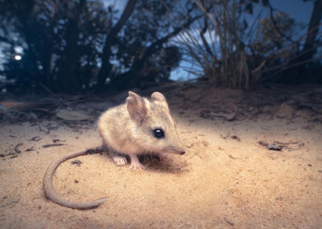 Sandhill dunnart on sandy soil under brush.