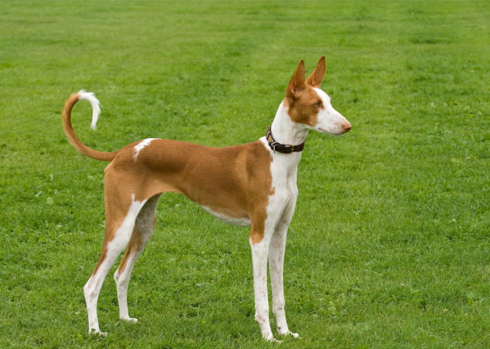 An Ibizan hound stands on a grassy field. 