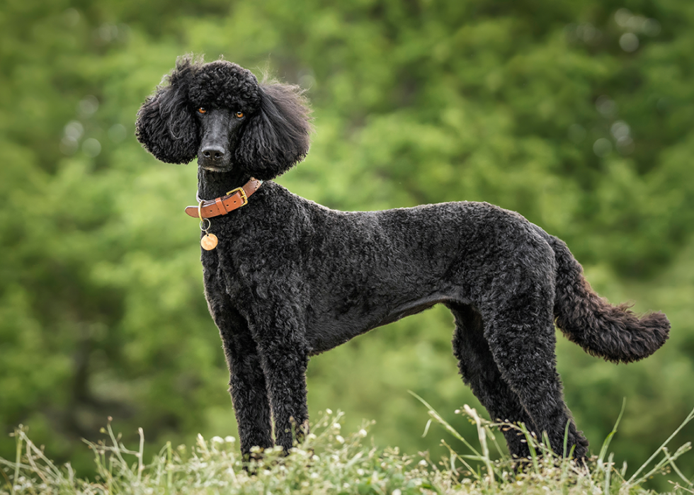 A Black Standard Poodle standing and looking directly at the camera.