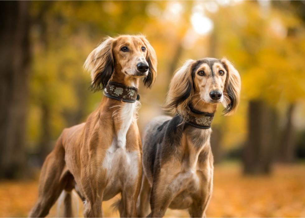 Two Salukis stand together outside with an autumnal backdrop. 