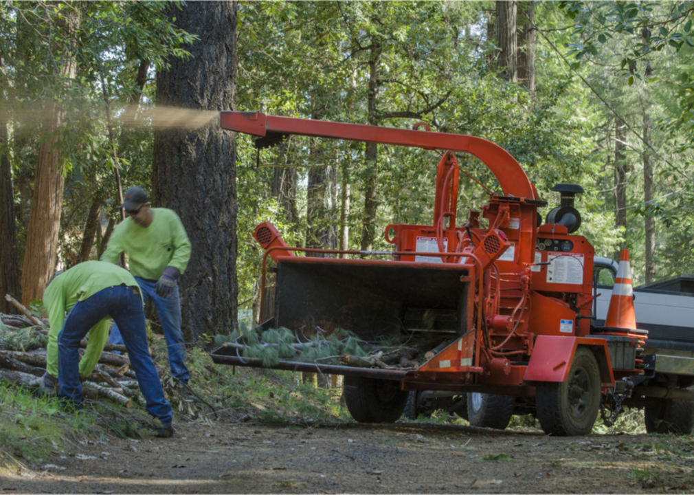 Workers clear limbs and debris in the forest.