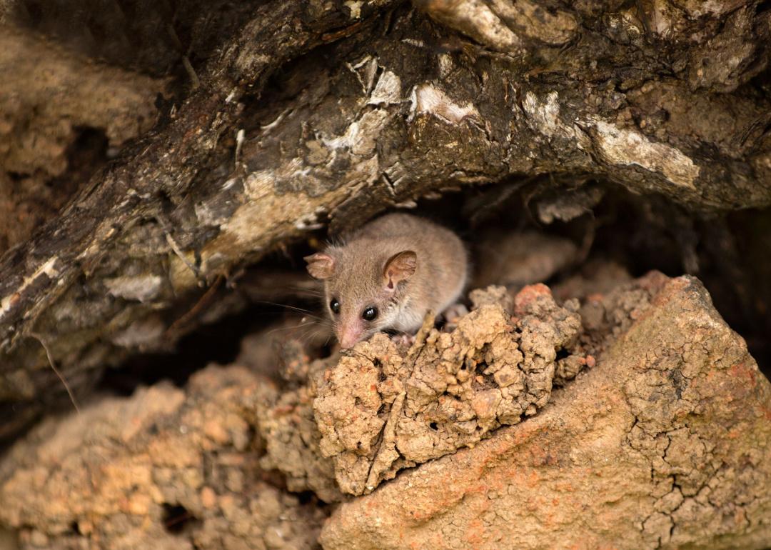 Tasmanian pygmy possum  in natural habitat.