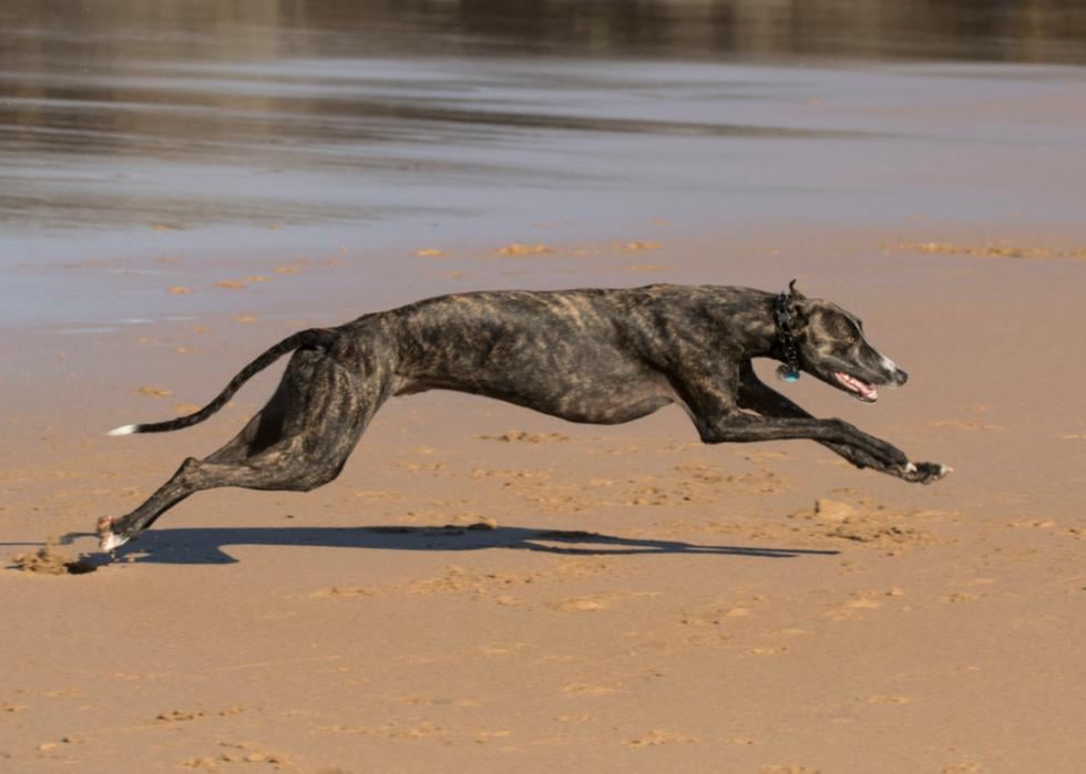 A greyhound runs on a beach. 