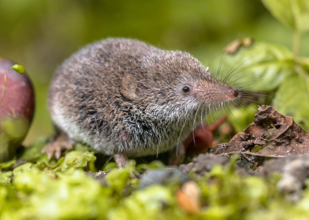 Eurasian pygmy shrew in natural habitat.