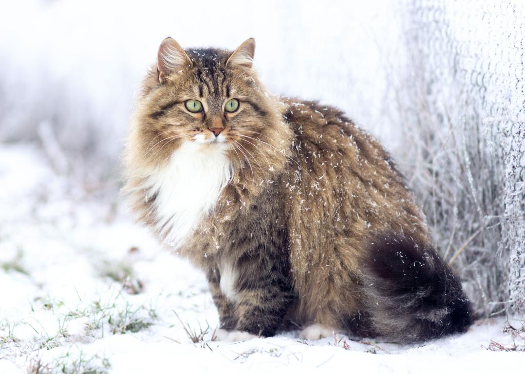 Siberian cat sitting on snow
