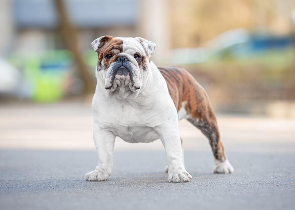 Portrait of a brindle English Bulldog outside.