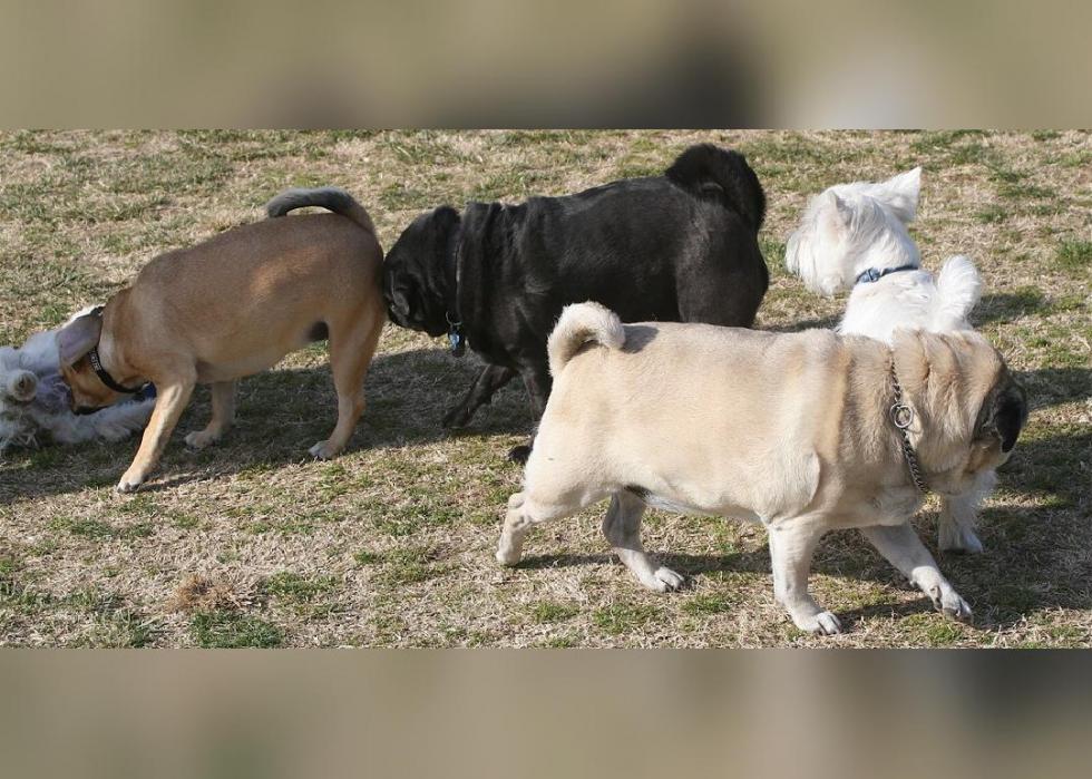 40 Can Dogs Really Smell Fear