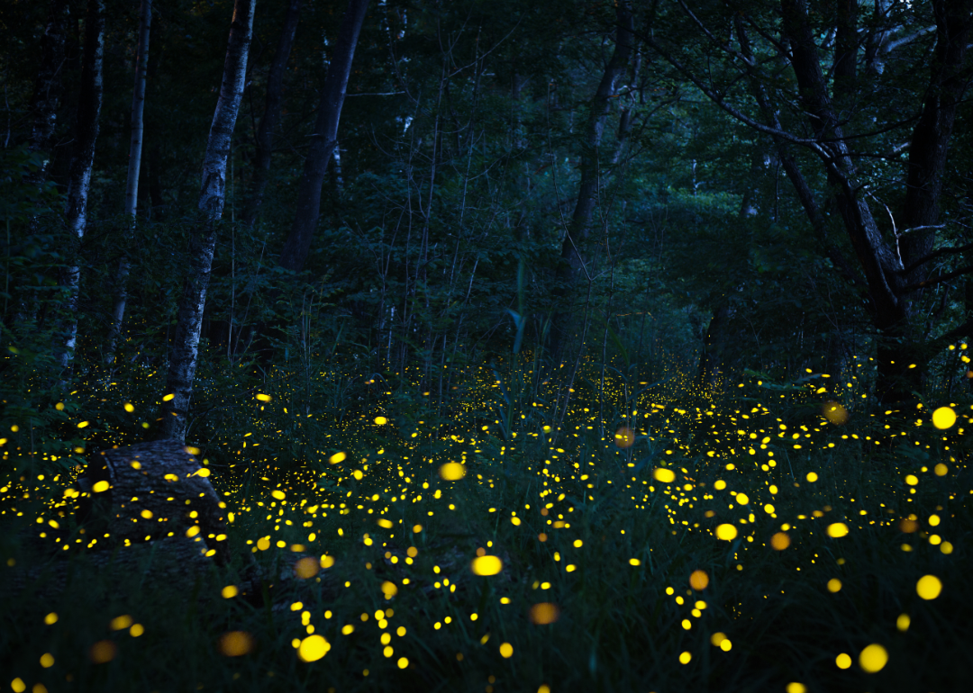 Fireflies in the forest.