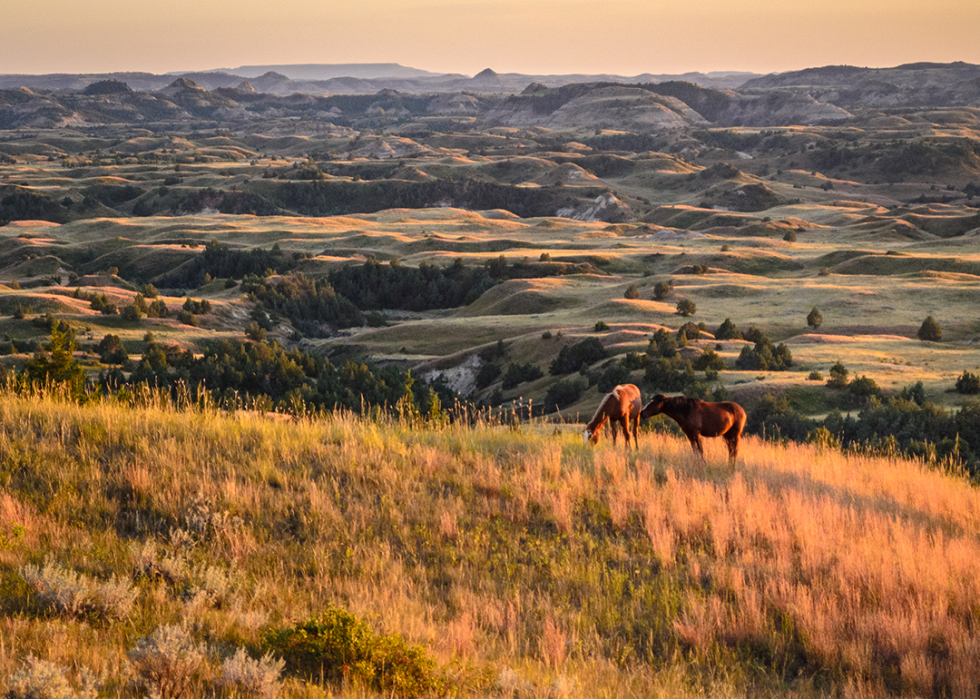 Sunset with wild horses in Theodore Roosevelt National Park.