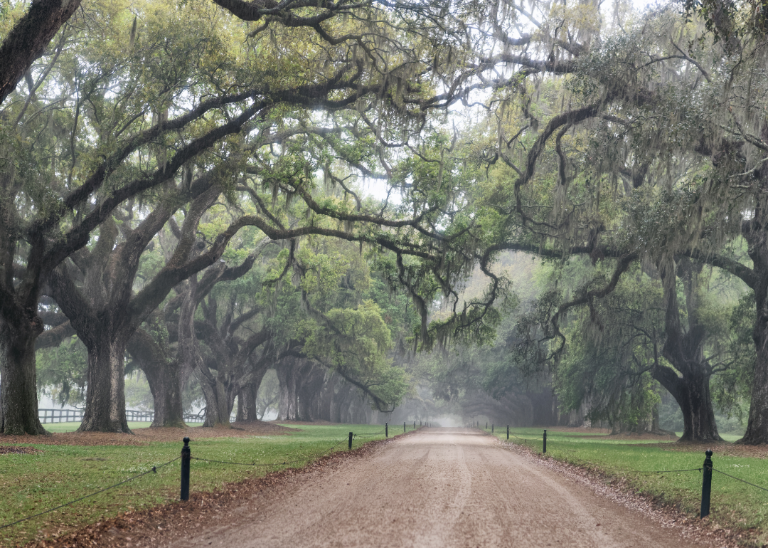 Plantation Alley on rainy day.