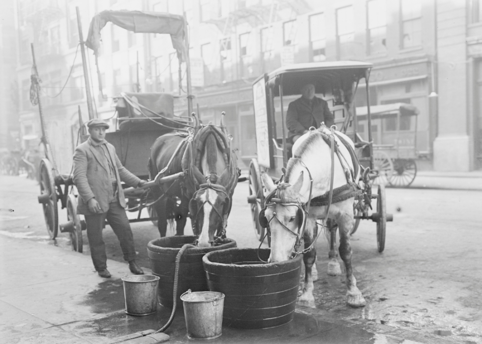 Two carriage horses being watered on city street