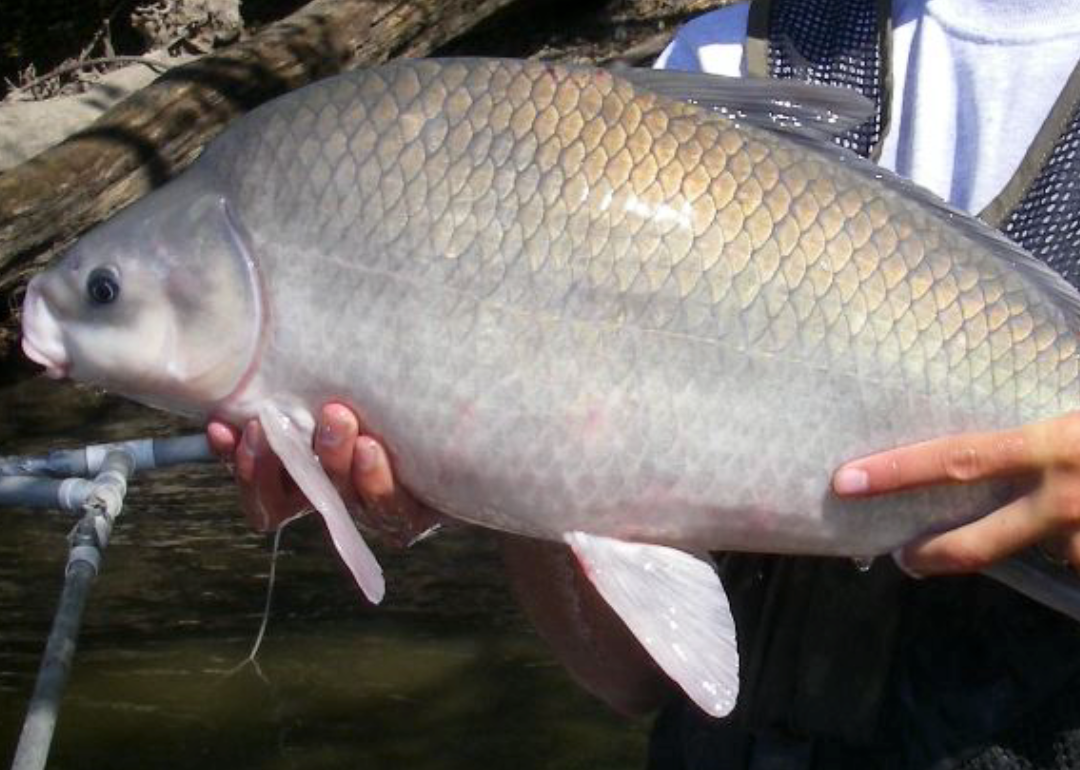 Cropped view of person holding smallmouth buffalo fish