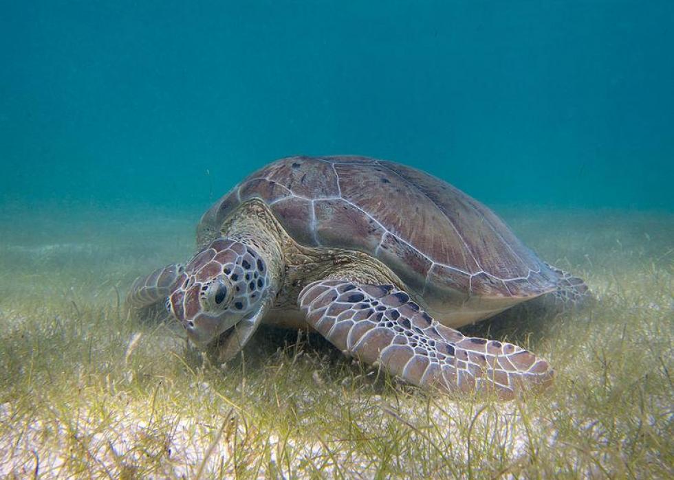 A sea turtle resting on the ocean floor.
