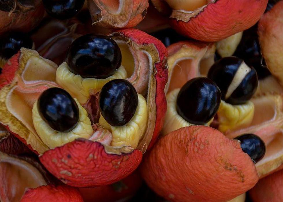 Close-up of ackee fruit.