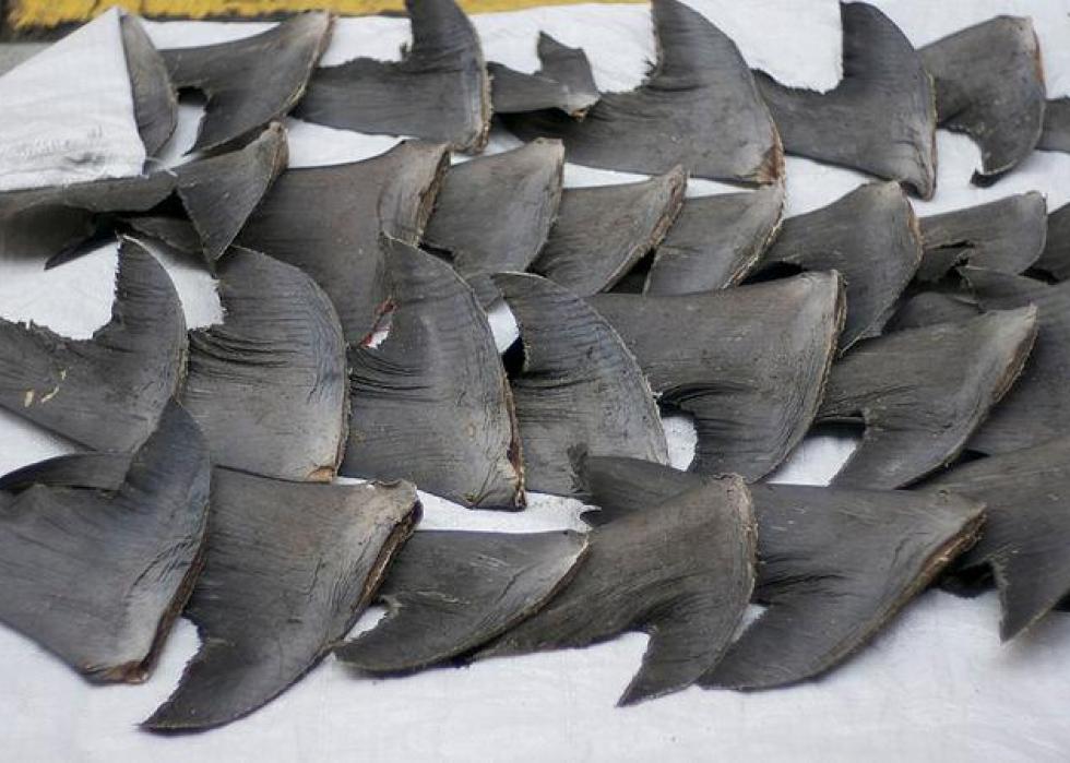 Severed shark fins in ice.