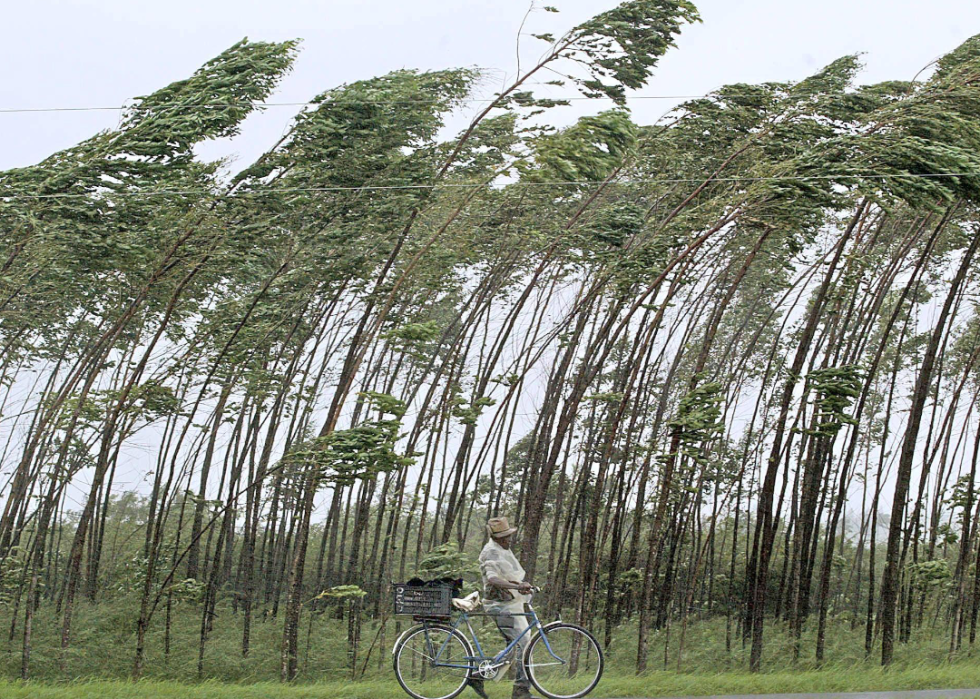 A person walks a bike along a row of extremely slanted tall, skinny trees.