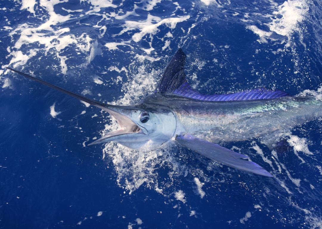 White marlin fish jumping out of water