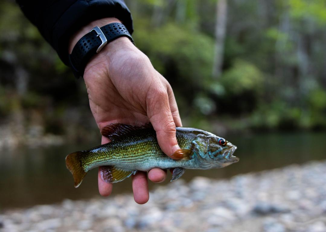 North Carolina's freshwater fish record falls after 36 years - Sandhills  Sentinel