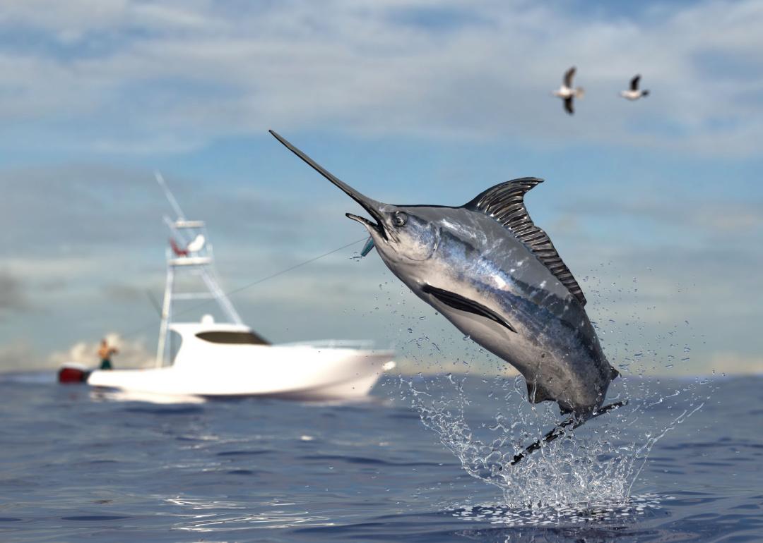 Swordfish jumping out of water with fishing boat in background