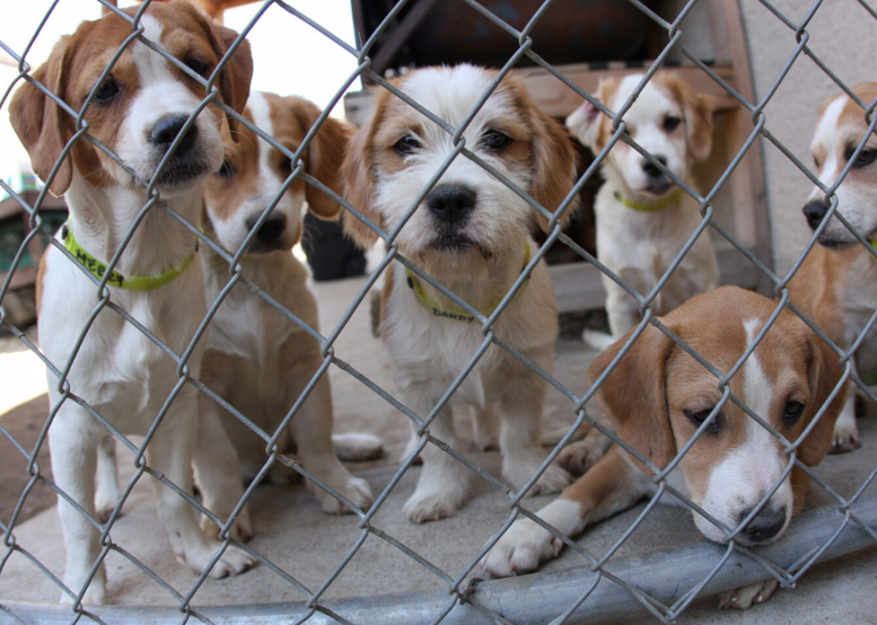 preventing overflow in animal shelters