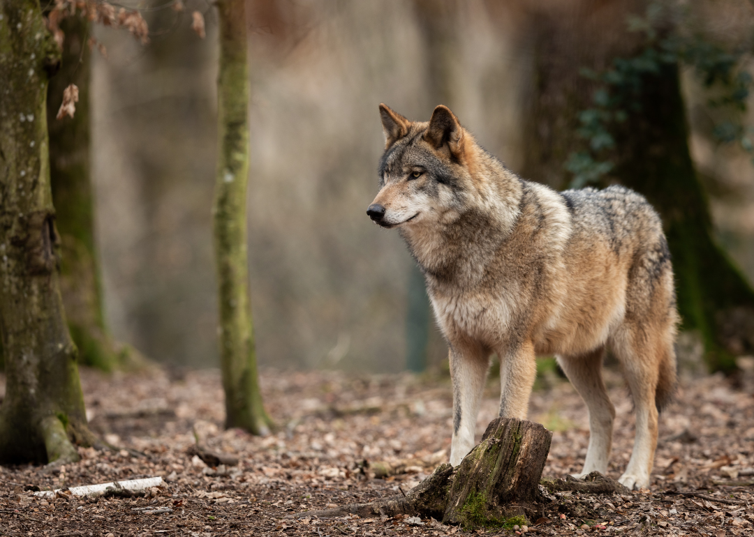 A grey wolf in the forest.