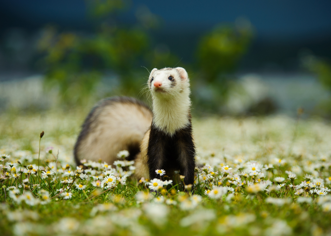 A ferret in a field of flowers.
